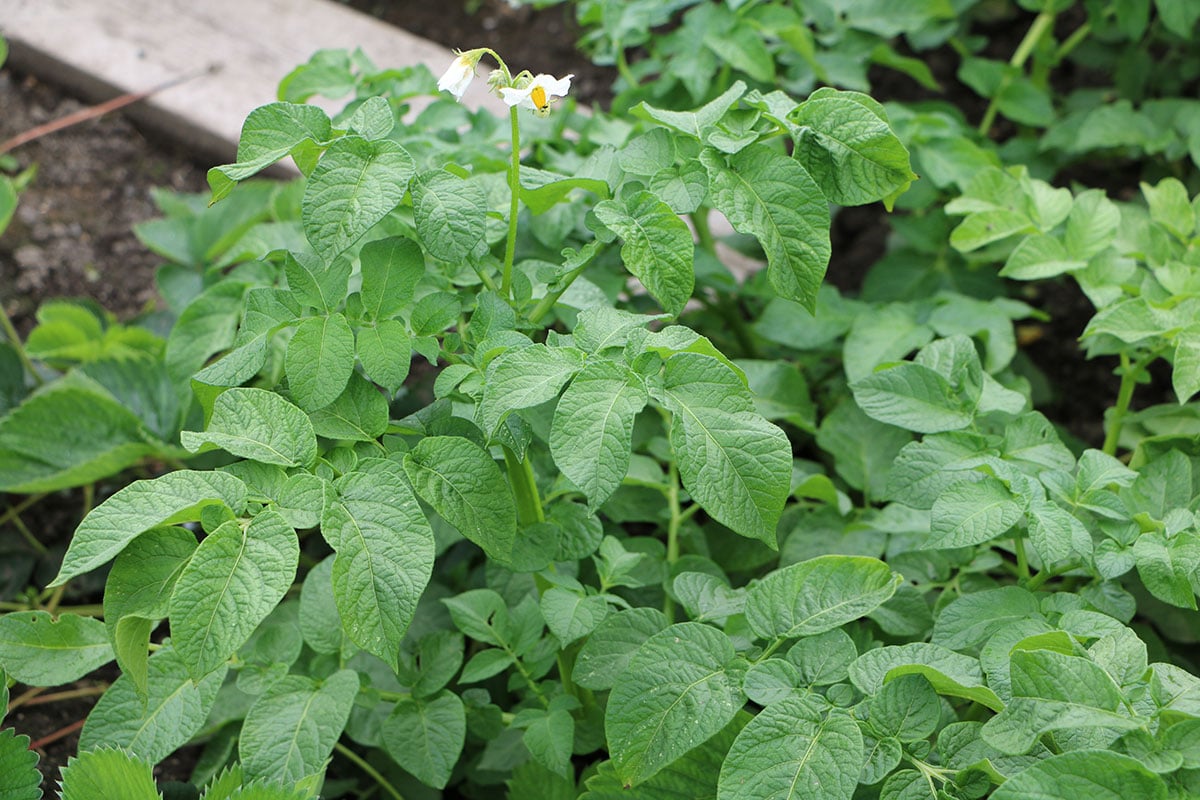 Buschbohnen Nachbarn: Kartoffeln (Solanum tuberosum)
