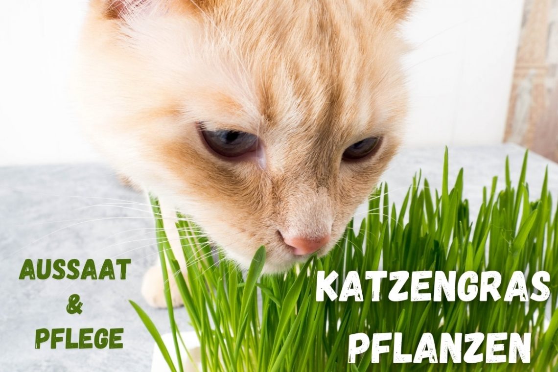 Katzengras pflanzen Aussaat & Pflege - Titelbild