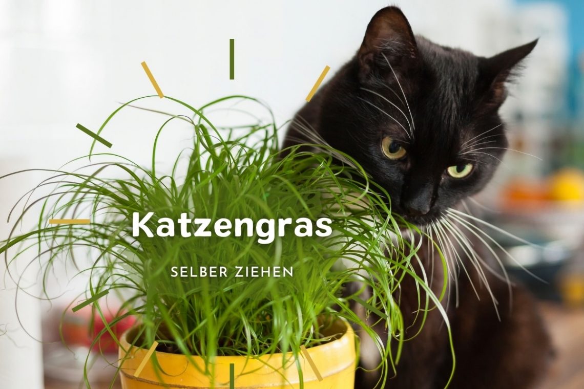 Katzengras selber ziehen: so geht's - Titelbild