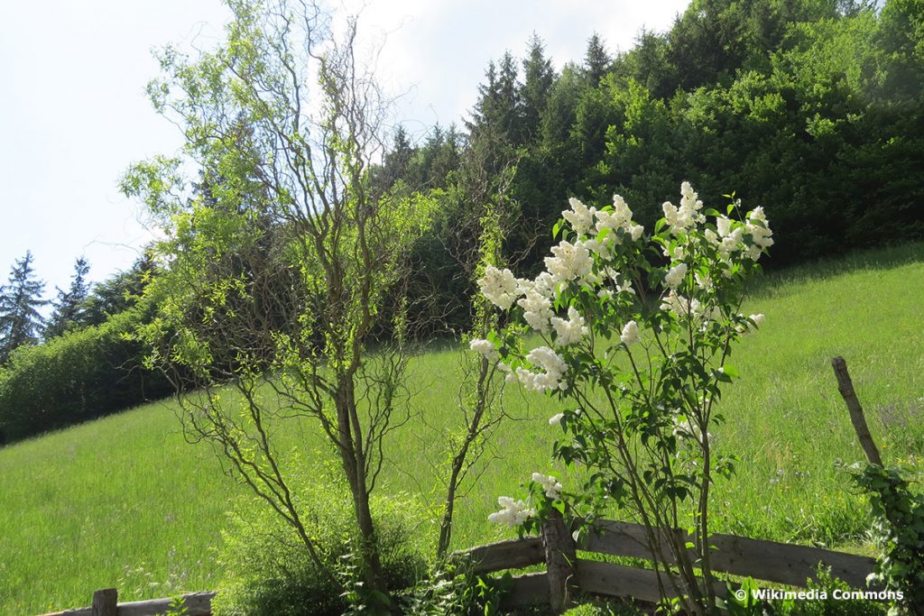 Korkenzieherweide (Salix matsudana 'Tortuosa') im Garten