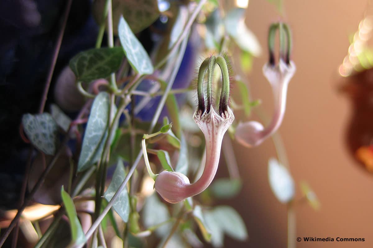 Pflanze für Blumenampel: Leuchterblume (Ceropegia woodii)