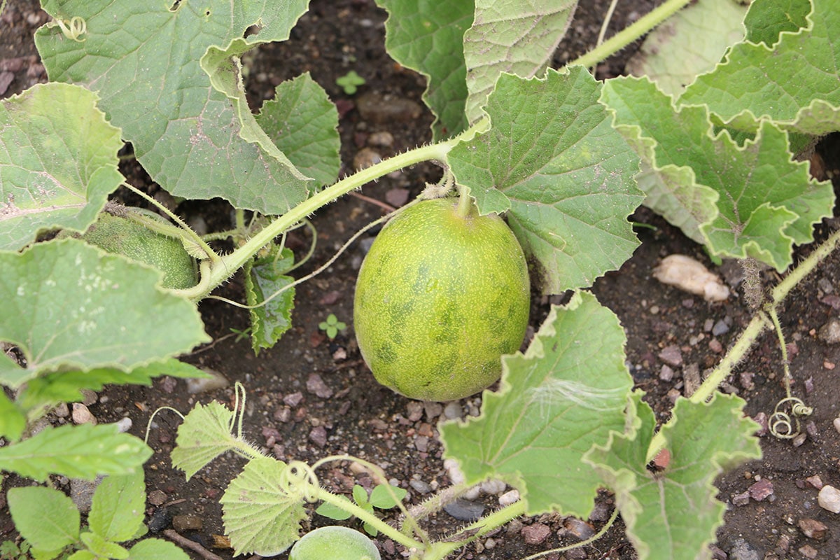 Melonen (Cucumis melo)