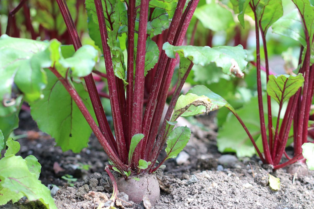 Nachbarn für Zucchini: Rote Beete/Rote Rübe (Beta vulgaris subsp. vulgaris var. conditiva)
