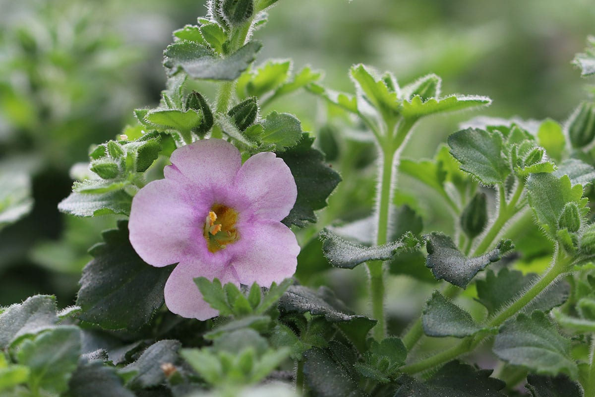Pflanze für Blumenampel: Schneeflockenblume (Chaenostoma cordatum)
