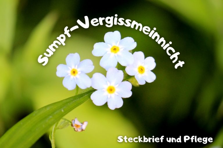 Sumpf-Vergissmeinnicht: Steckbrief & Pflege - Titelbild