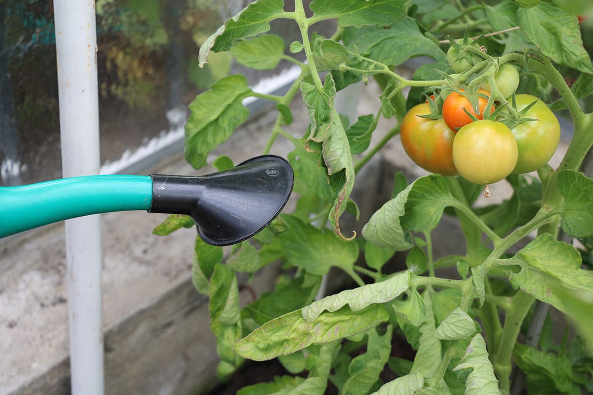 Tomaten gießen im Gewächshaus