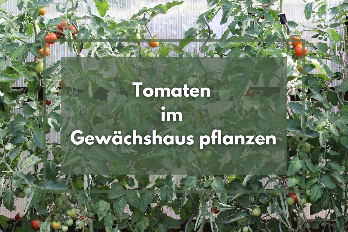 Tomaten im Gewächshaus pflanzen