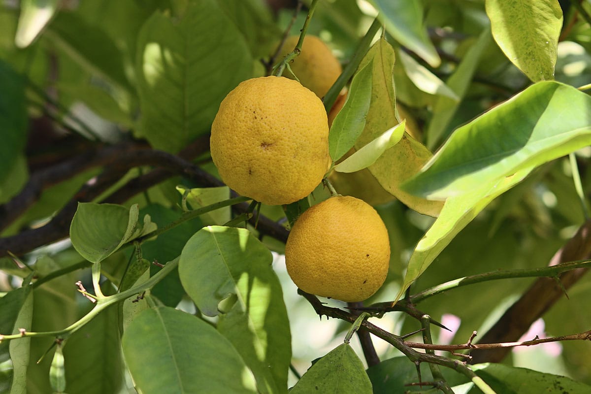 Obst mit Z: Zitronenbaum (Citrus limon)