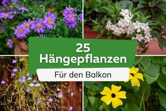 Hängepflanzen für den Balkon: 25 Balkonpflanzen