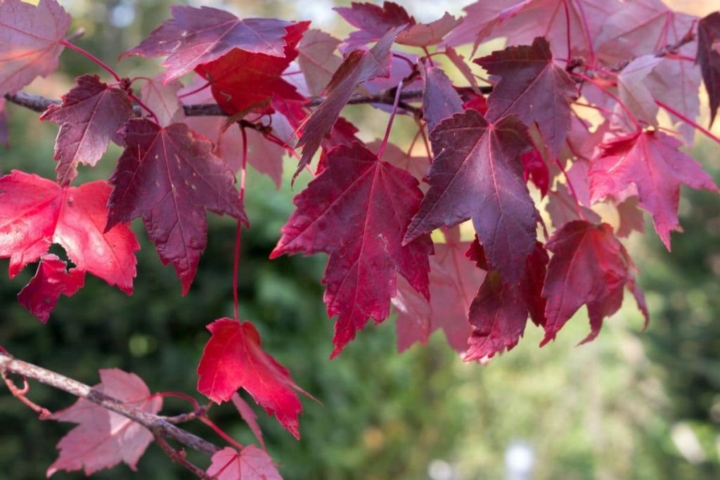 Roter Ahorn (Acer rubrum)