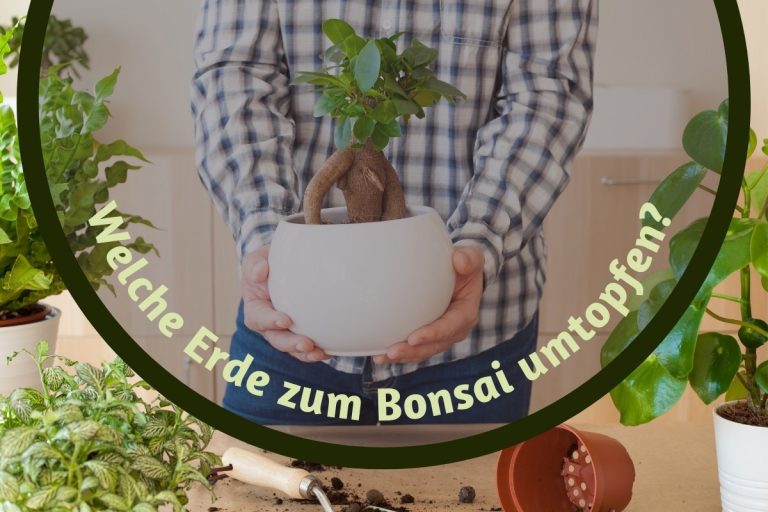 Bonsai umtopfen - Titel