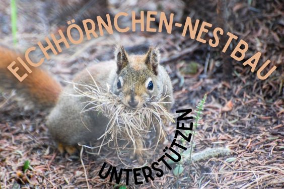Eichhörnchen Nestbau - Titel