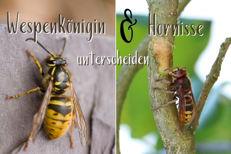Unterschied Wespenkönigin & Hornisse - Titel