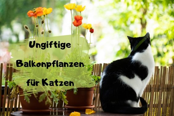 40 ungiftige Balkonpflanzen für Katzen - Titelbild
