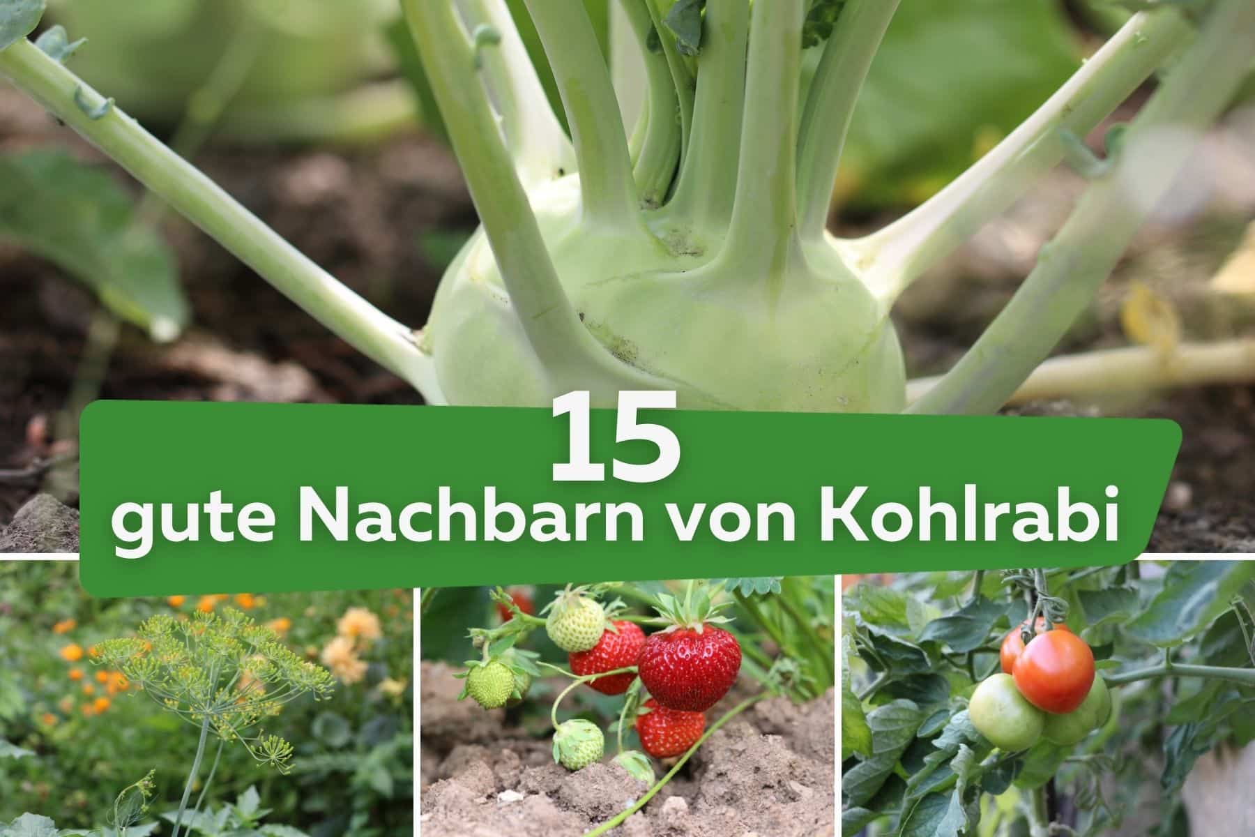 15 gute Nachbarn von Kohlrabi: was verträgt sich? Kohlrabi, Dill, Erdbeeren und Tomaten