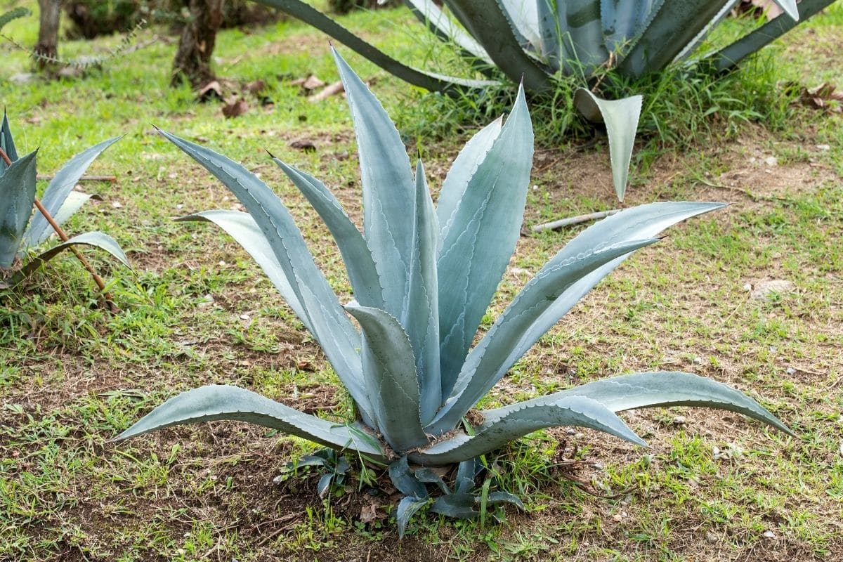 Blaue Agave, Agave tequilana