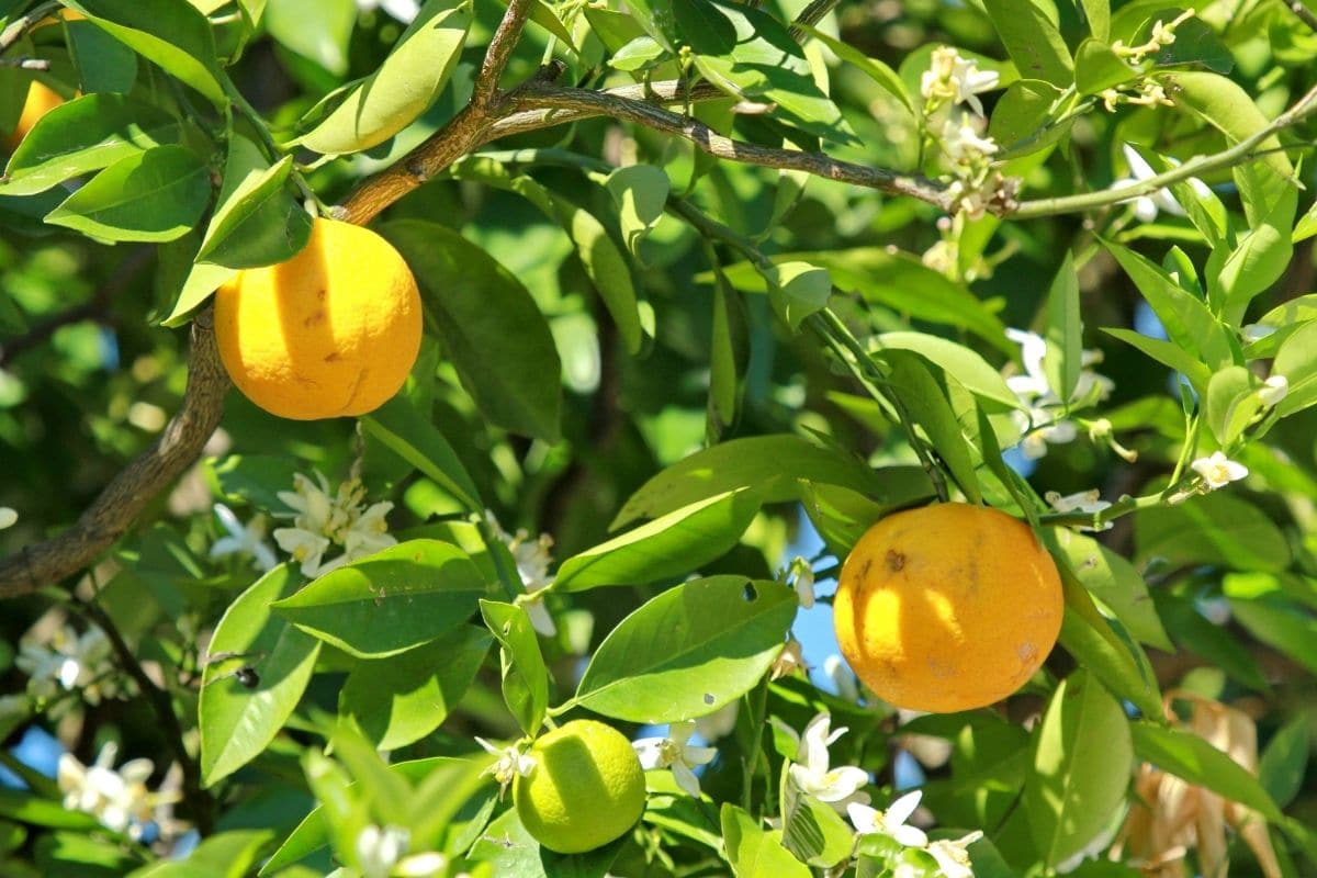 Apfelsine (Citrus × sinensis L.)