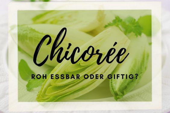 Darf man Chicorée roh essen? | Essbar oder giftig? - Titelbild