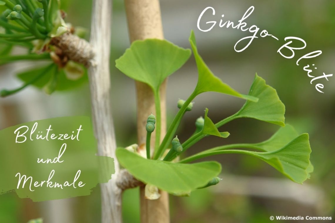 Ginkgo-Blüte: Blütezeit & Merkmale - Titelbild