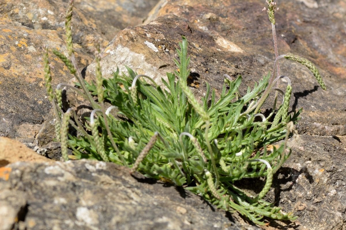 Hirschhornwegerich (Plantago coronopus)