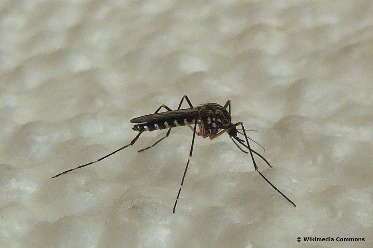 neue Insekten: Koreanische Buschmücke (Aedes koreicus)