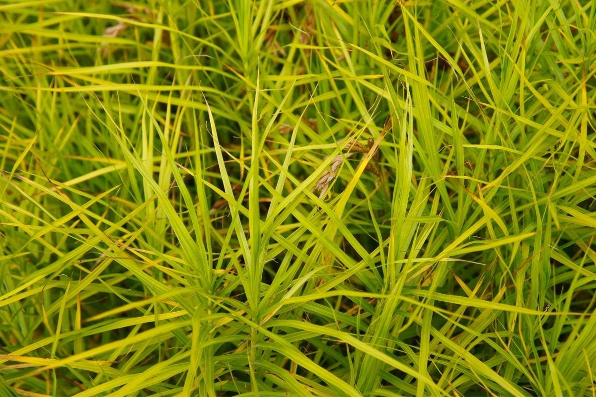 Palmwedel Segge (Carex muskingumensis)