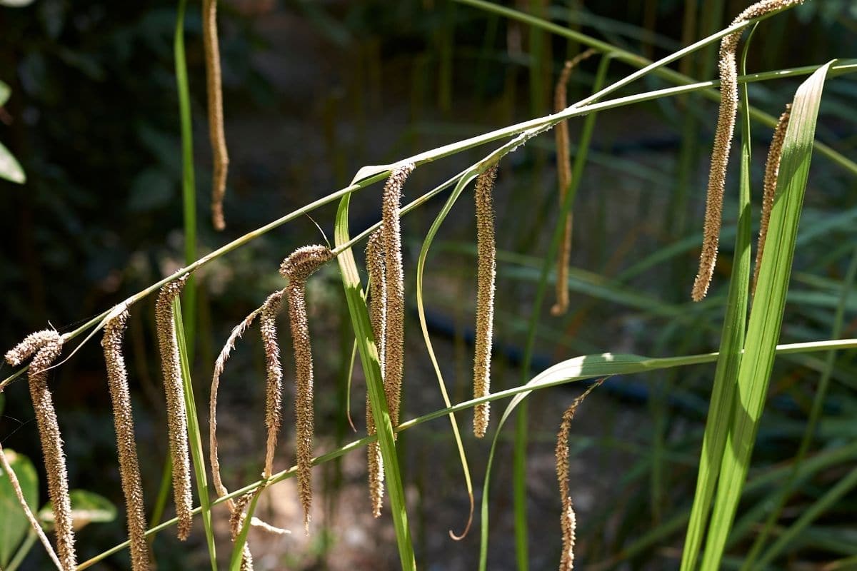 Gräser in Kübel: Riesen Wald-Segge (Carex pendula)