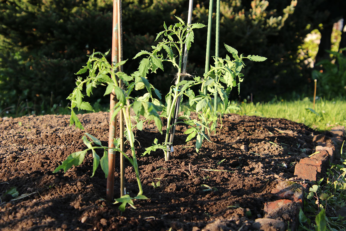 Aussaat im Juni: Tomatenpflanzen