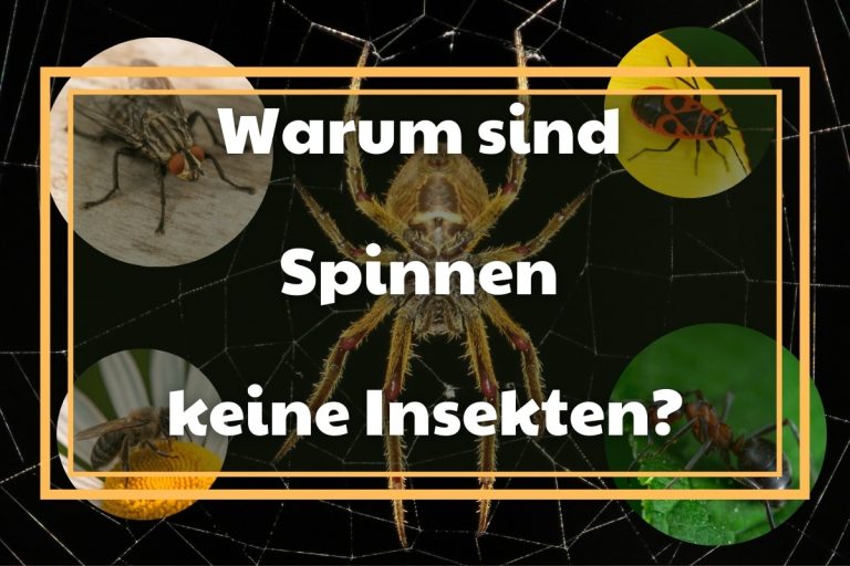 Fakt: Warum sind Spinnen keine Insekten? - Titelbild