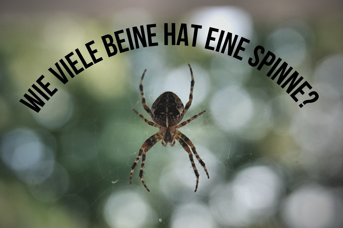 Wie viele Beine hat eine Spinne? - Titelbild