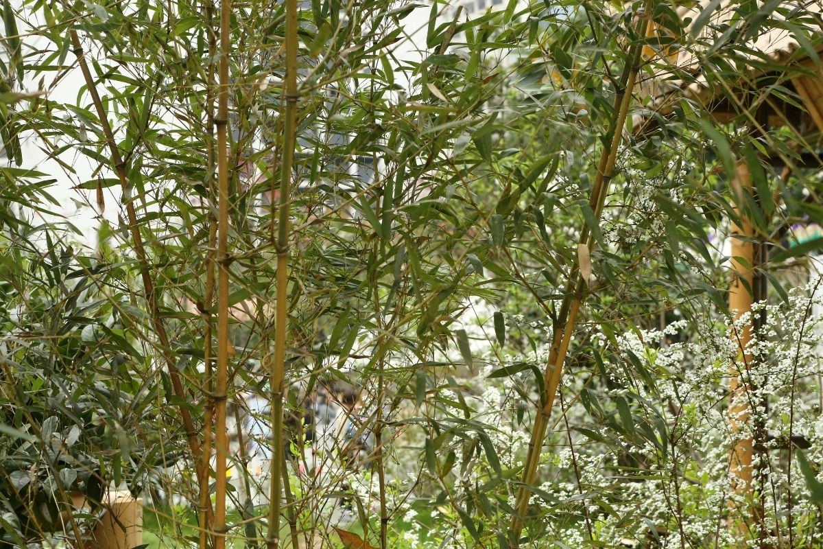 Zick-Zack-Bambus Spectabilis (Phyllostachys aureosulcata Spectabilis)