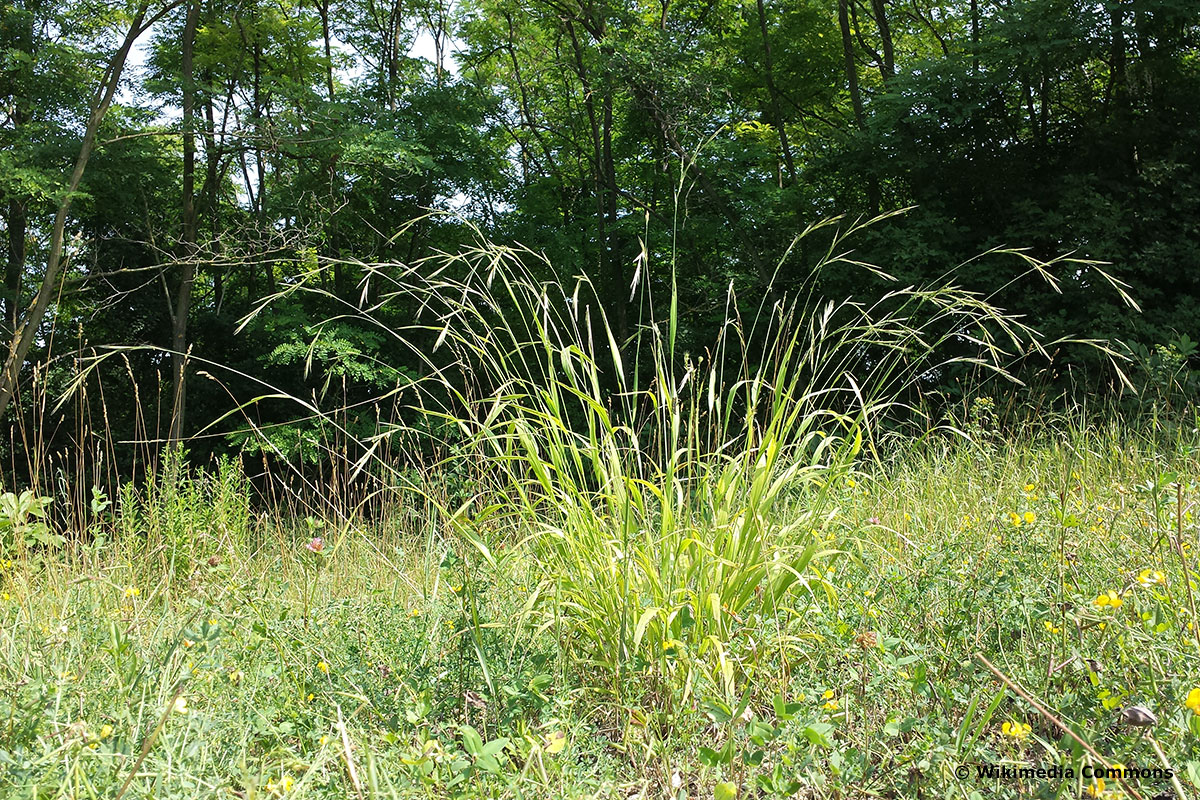 Gräser in Kübel: Wald-Zwenke (Brachypodium sylvaticum)