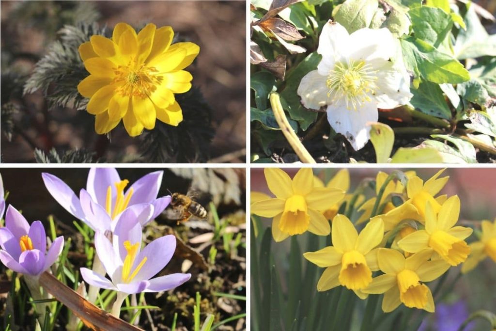 Blumen-Aussaat im Herbst - Amur-Adonisröschen, Christrose, Krokus, Narzisse