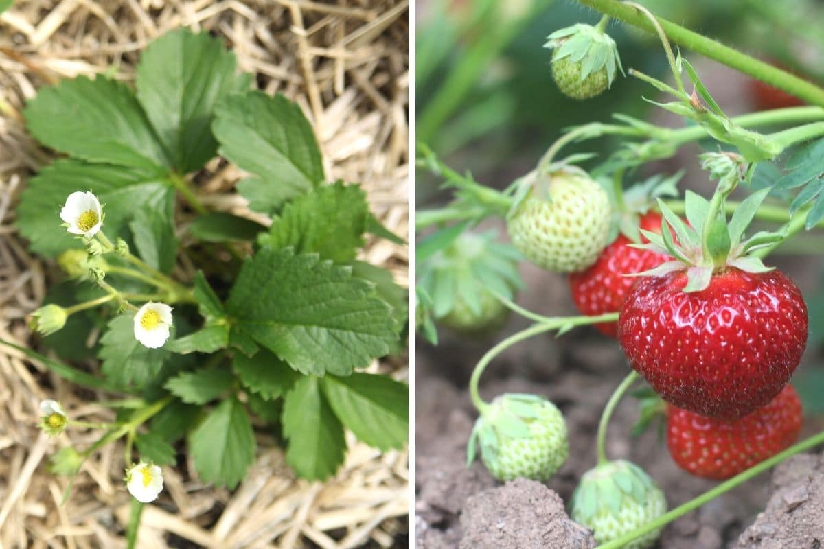 Erdbeeren als gute Nachbarn für Kohlrabi