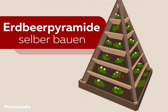 Erdbeerpyramide bauen