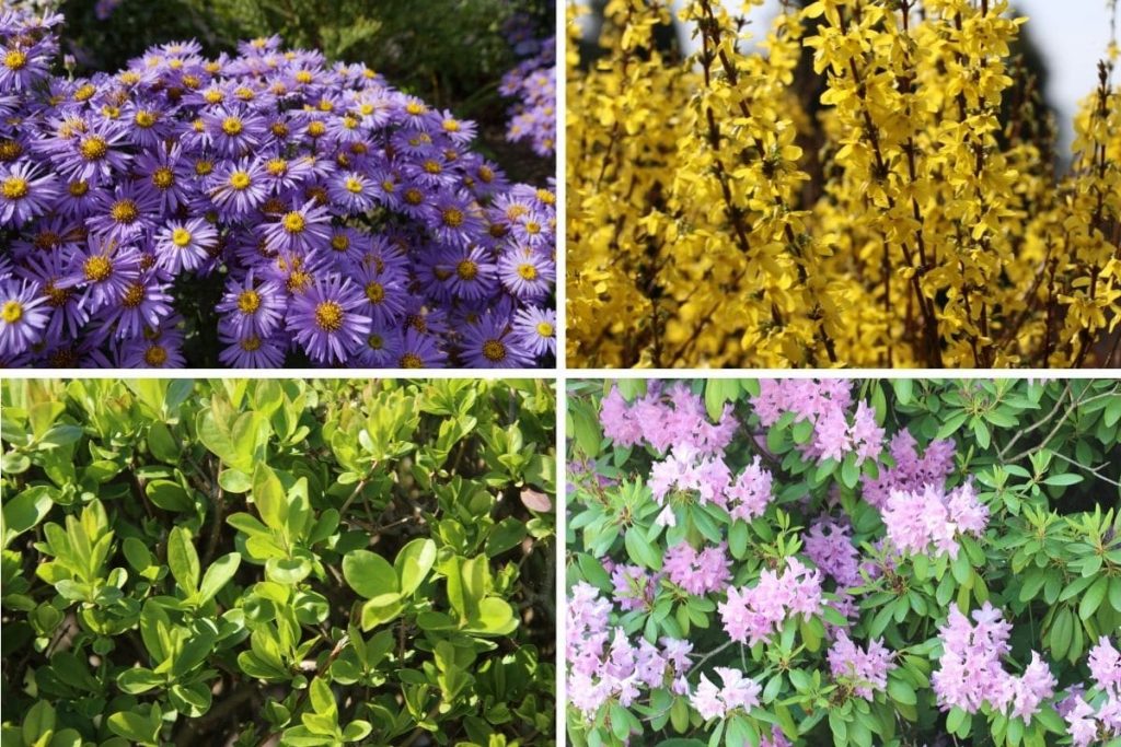 Pflanzungen im Herbst - Aster, Forsythie, Liguster und Rhododendron