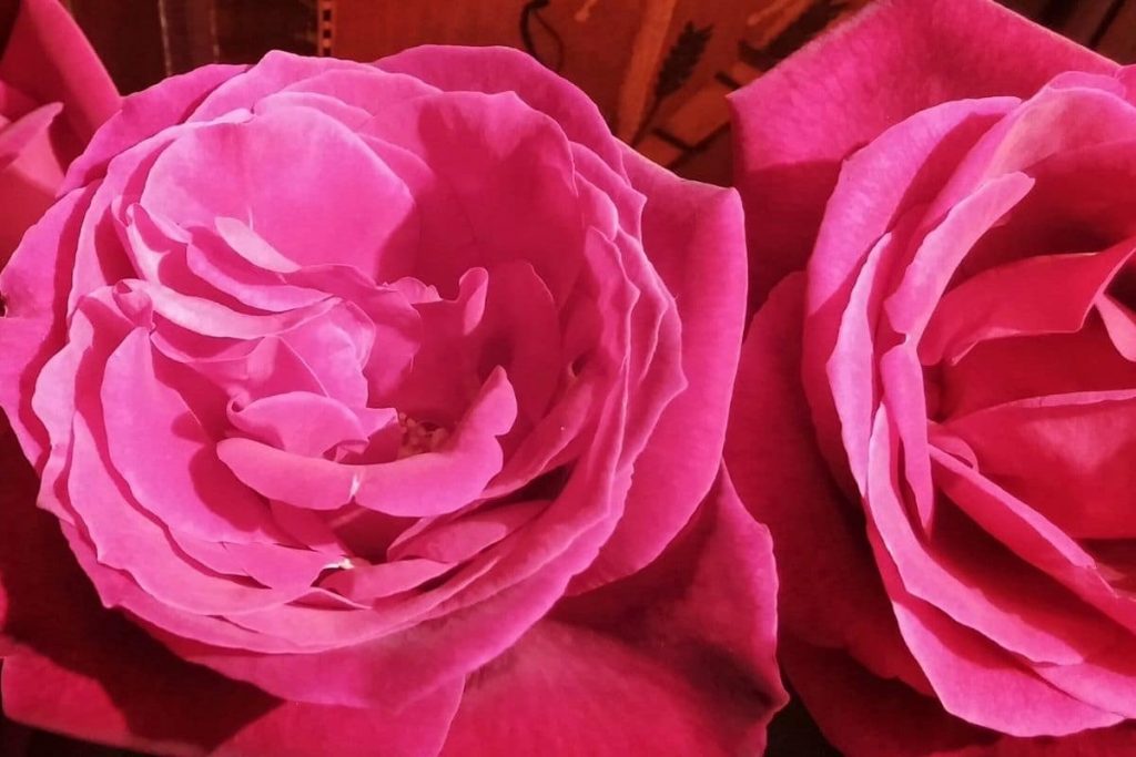 Rose "Elbflorenz"