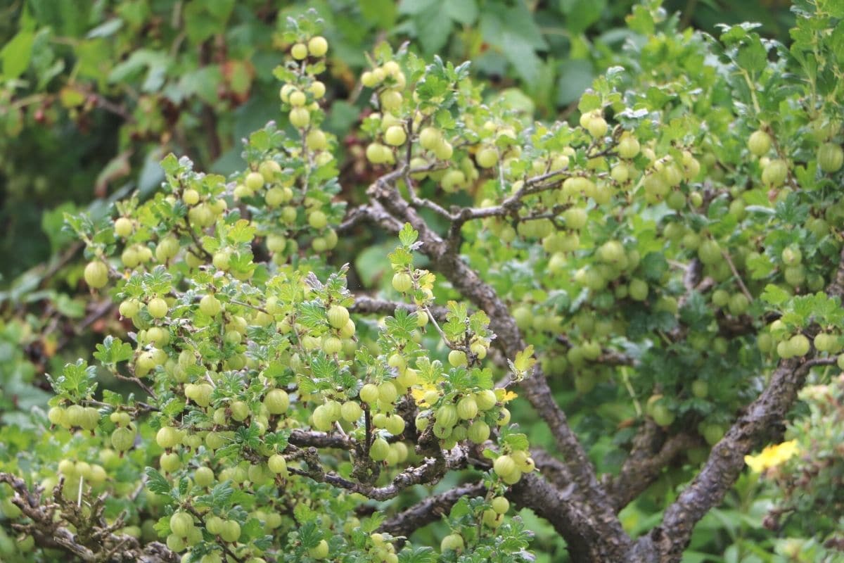 Stachelbeerstrauch mit grünen Beeren