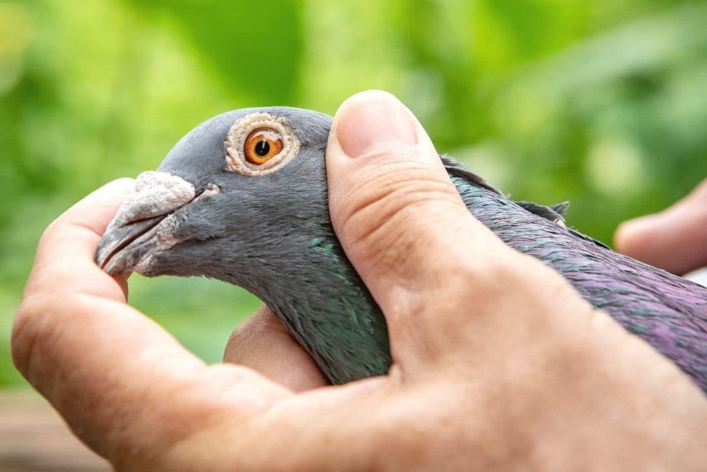 Hände halten gefangene Taube