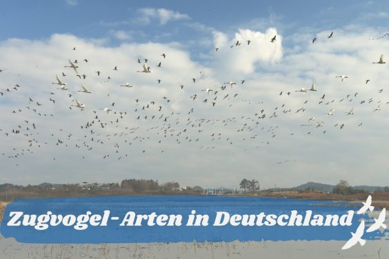 Zugvogel-Arten in Deutschland