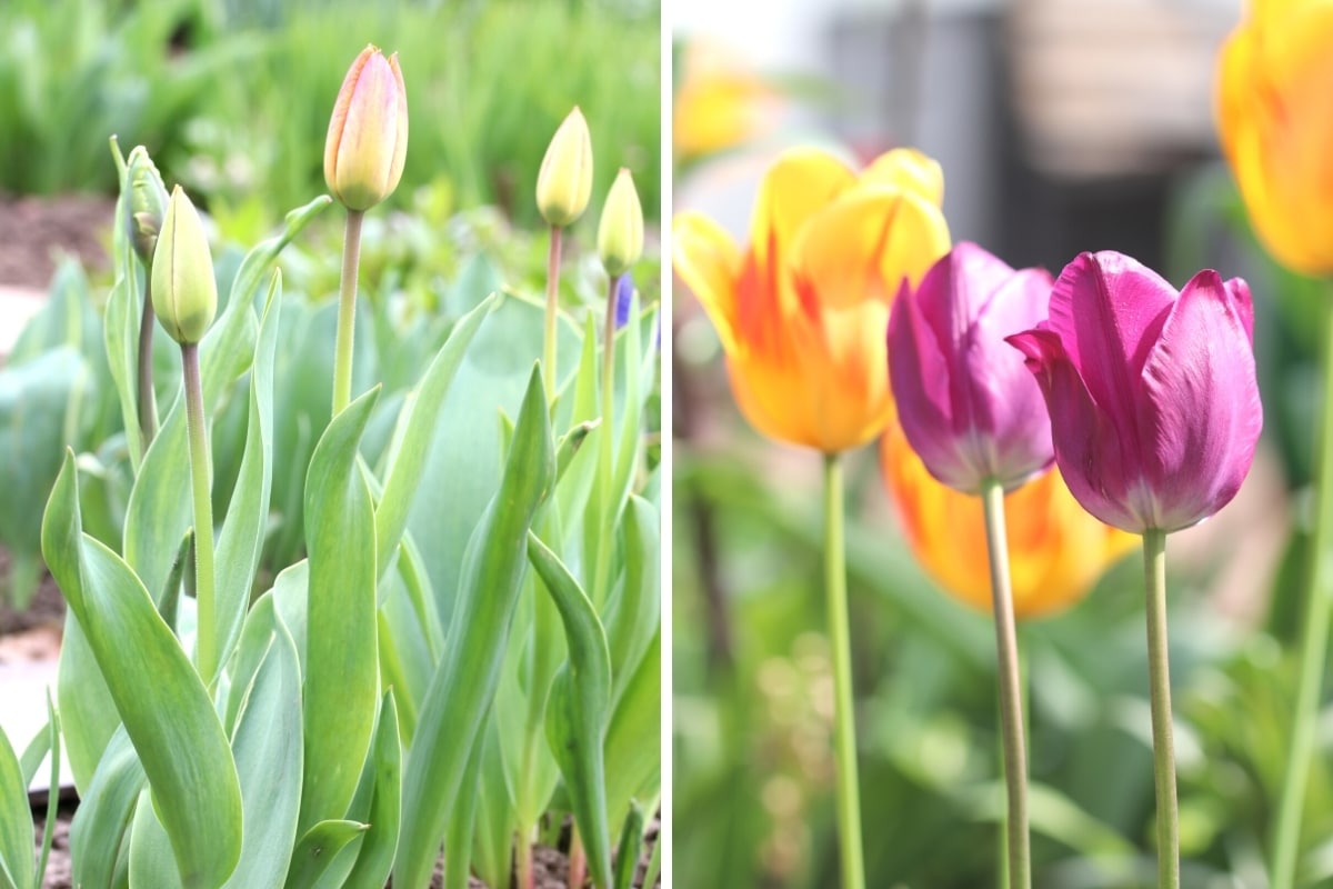 bunte Tulpen mit geschlossenen und offenen Blüten