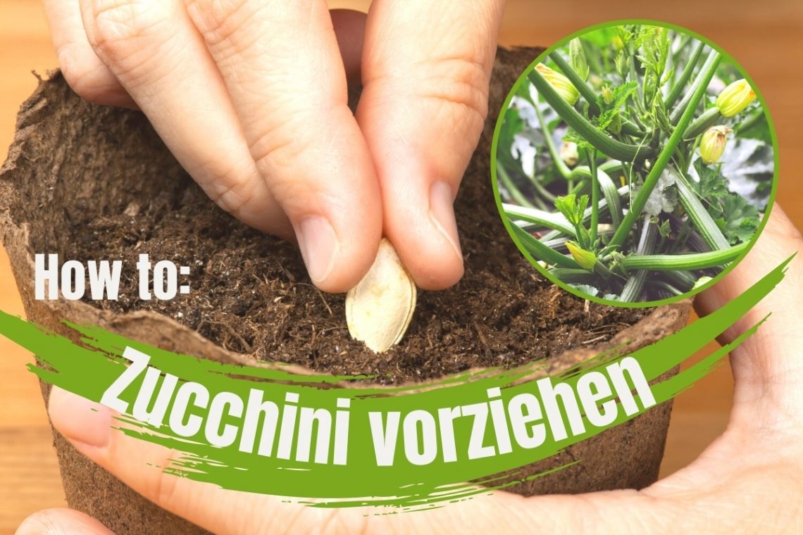 Wie zieht man Zucchini vor?