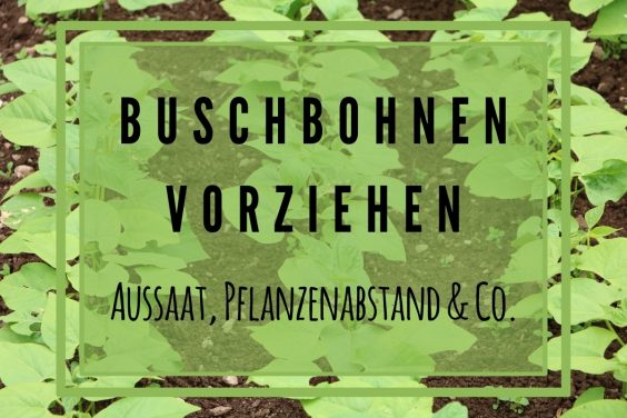 Buschbohnen vorziehen: Aussaat, Pflanzabstand & Co - Titelbild