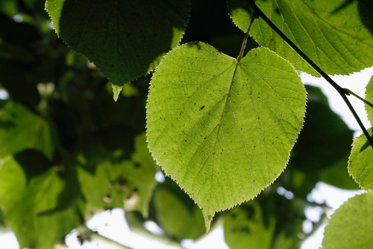 herzförmige Blätter: Holländische Linde (Tilia x europaea)