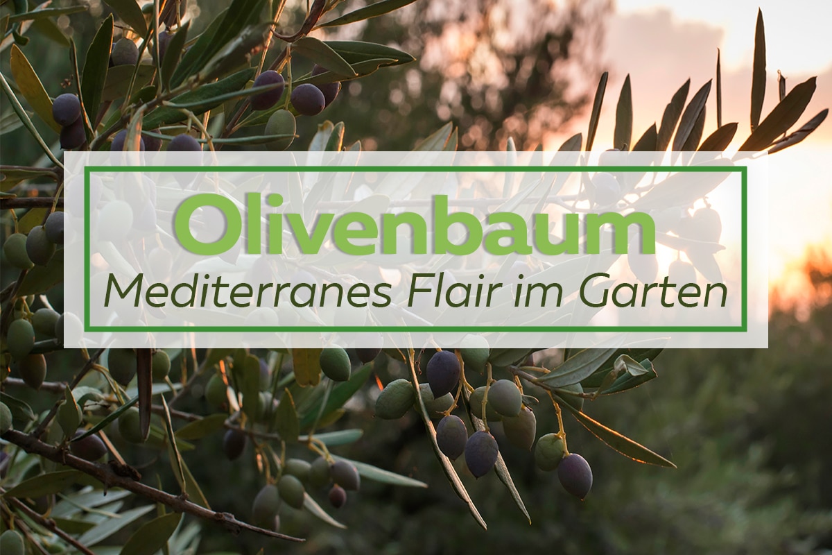 Olivenbaum_Kategorie
