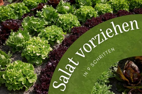 Salat vorziehen in 9 Schritten | Standort & Co - Titelbild