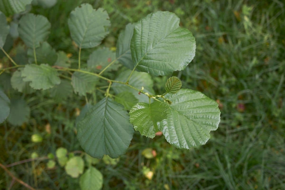 herzförmige Blätter: Schwarz-Erle (Alnus glutinosa)