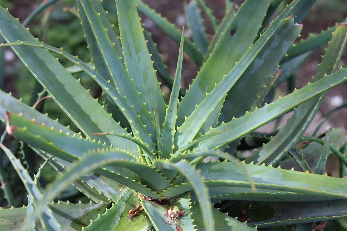 Wilde Aloe oder Kap-Aloe (Aloe ferox)
