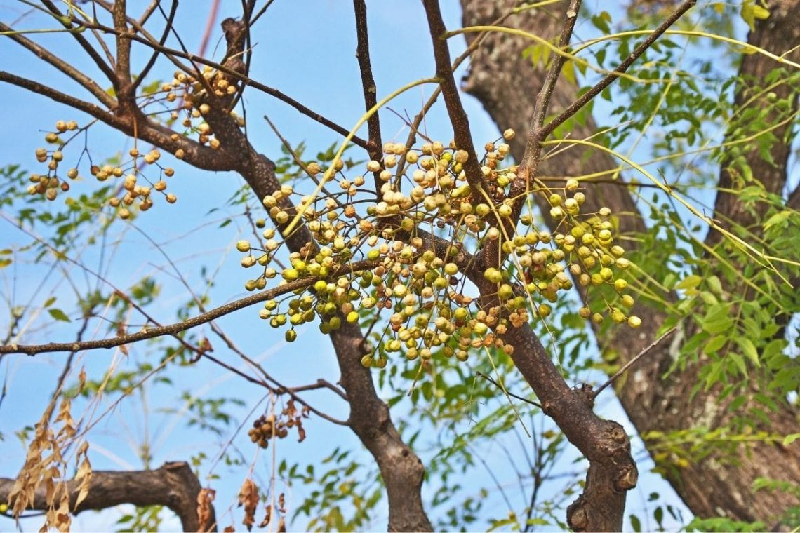 Indischer Zederachbaum (Melia azedarach)