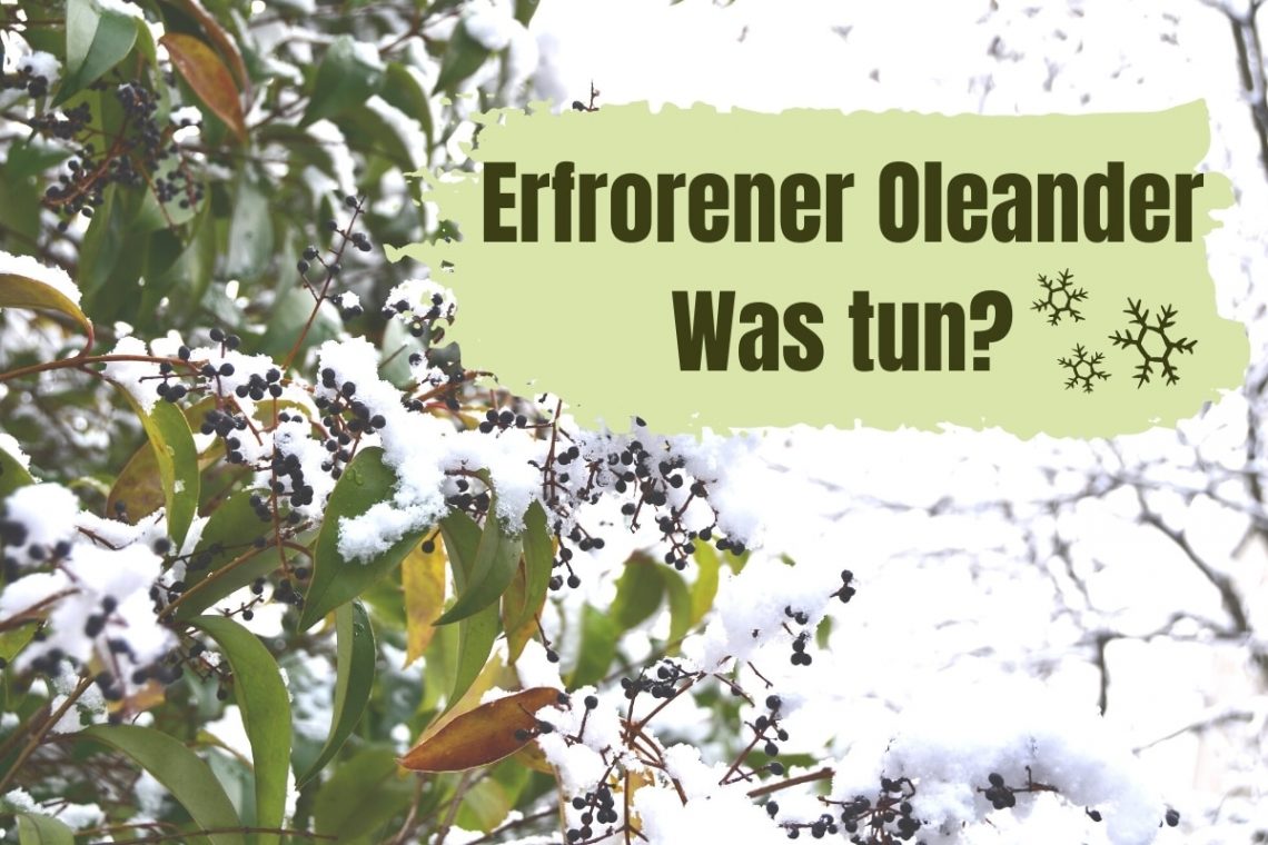 Was tun, wenn Oleander erfroren ist?